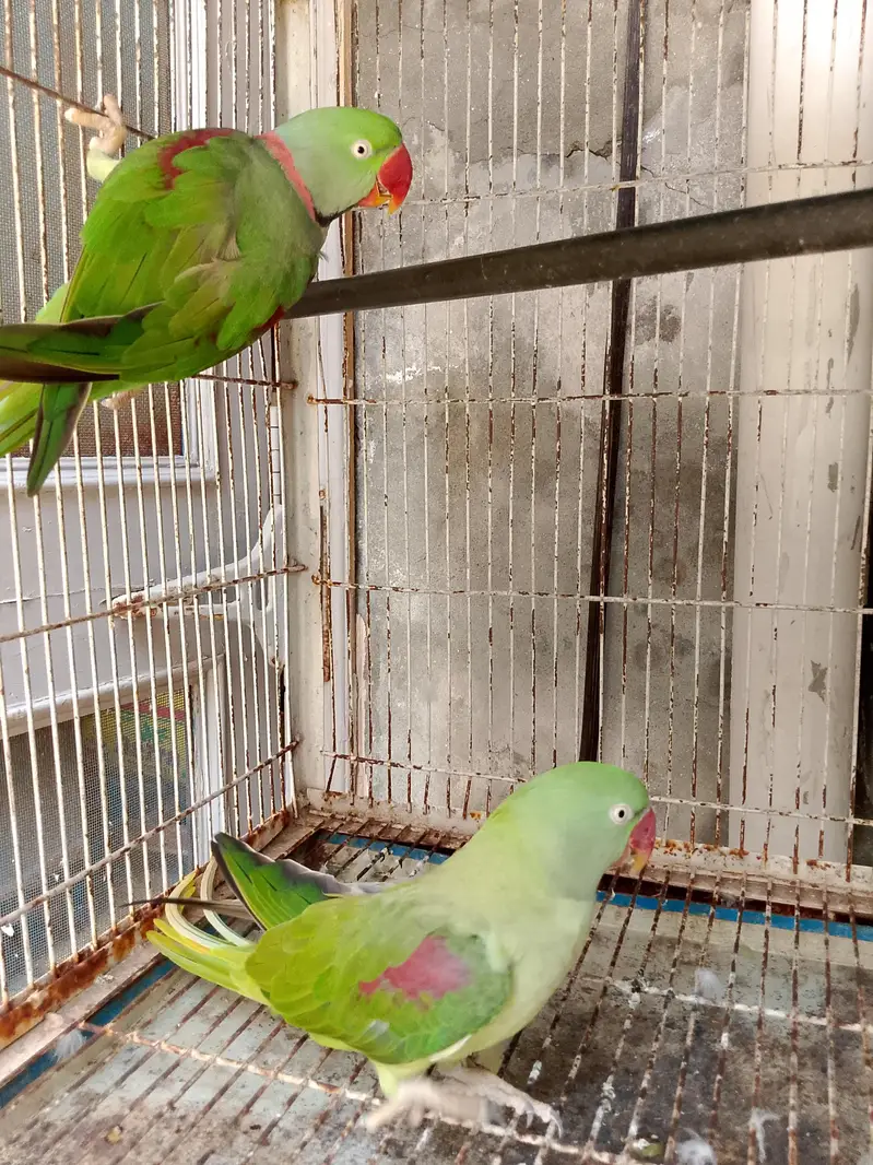 Kashmiri Raw 100% Breeder For Sale — photo 3