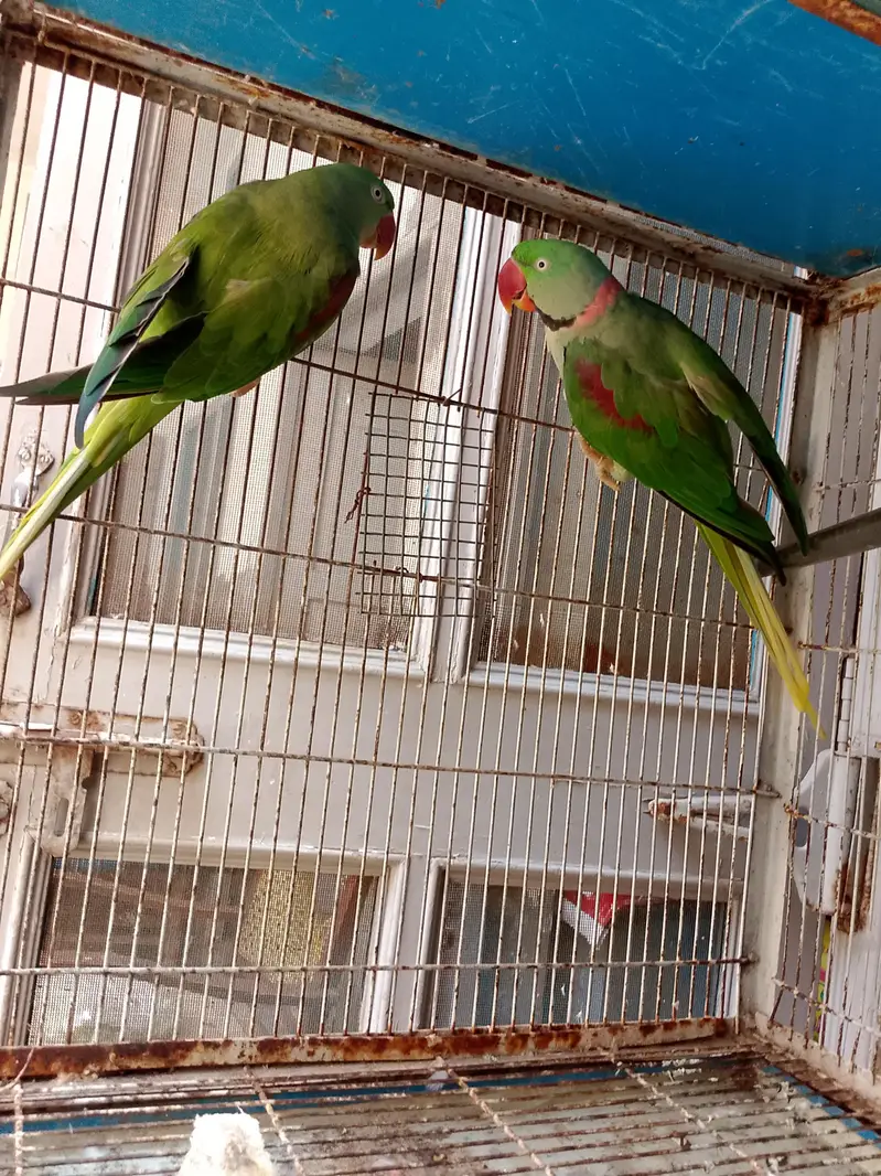 Kashmiri Raw 100% Breeder For Sale — photo 4
