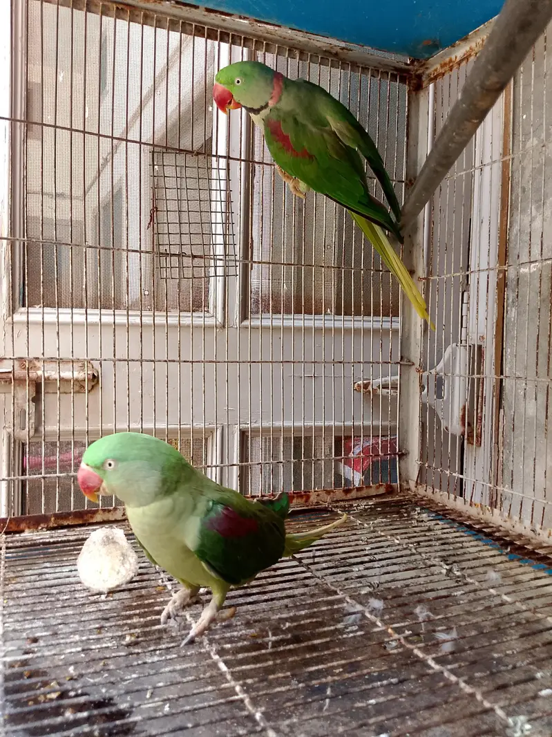Kashmiri Raw 100% Breeder For Sale — photo 5