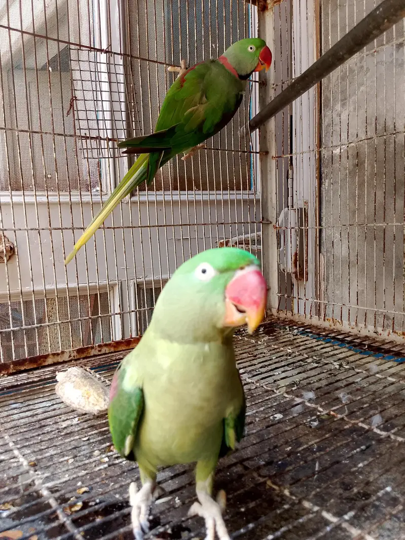 Kashmiri Raw 100% Breeder For Sale — photo 6