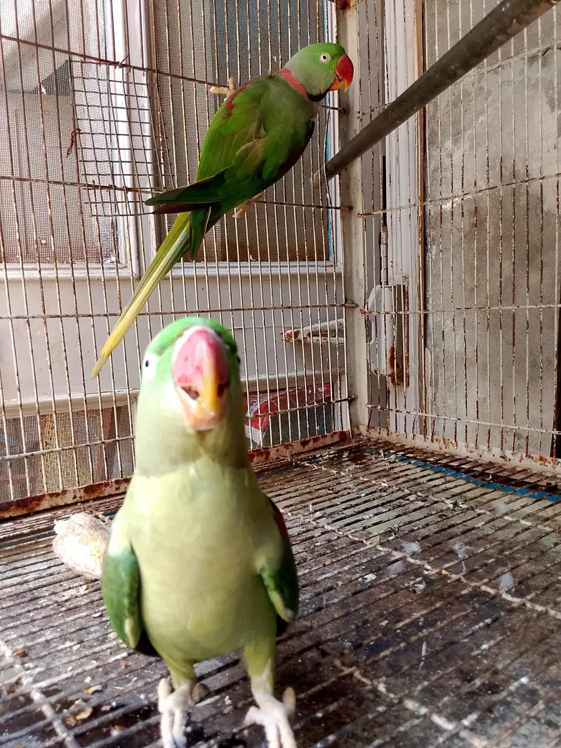 Kashmiri Raw 100% Breeder For Sale — photo 7