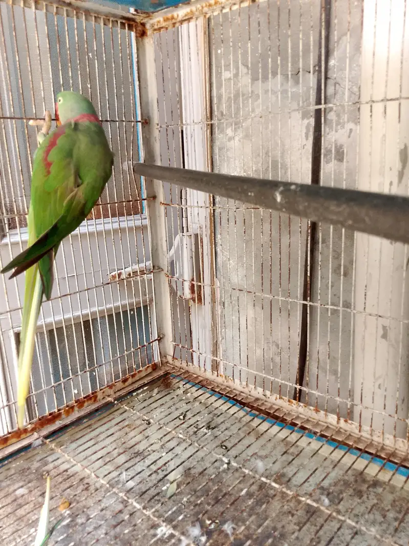 Kashmiri Raw 100% Breeder For Sale — photo 8