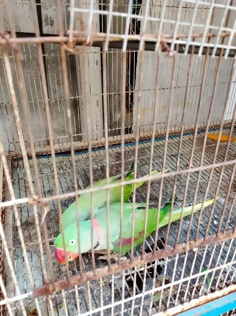 Kashmiri Raw 100% Breeder For Sale — photo 9