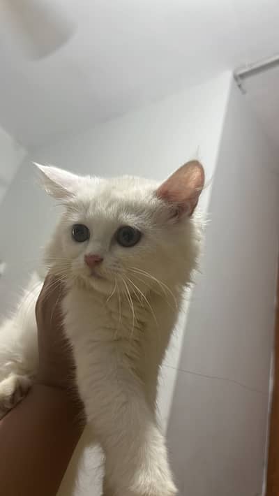 Kitten for sale