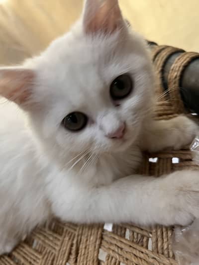 Kitten for sale