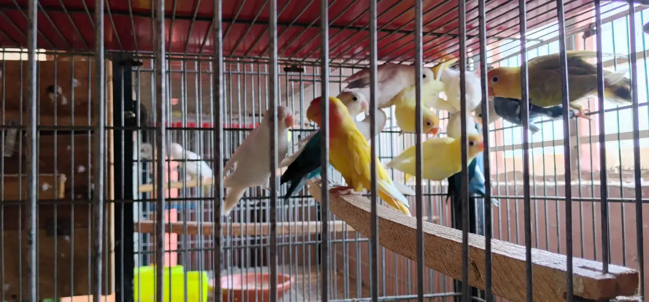 i am selling my love birds — photo 7