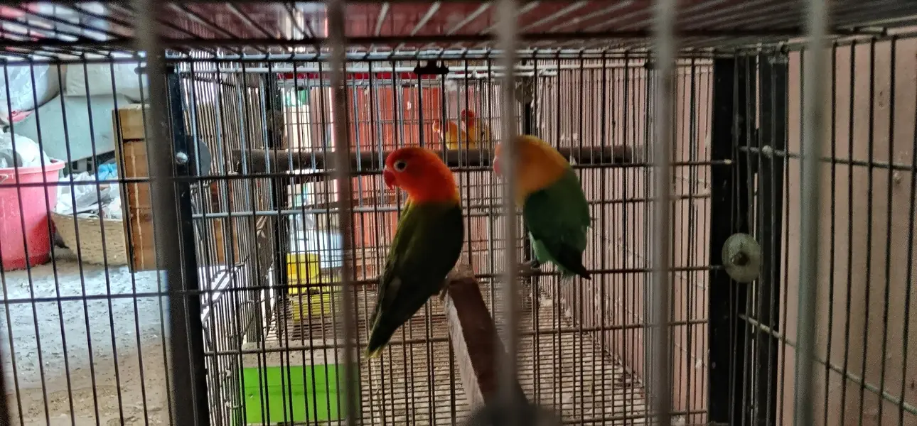 i am selling my love birds — photo 8
