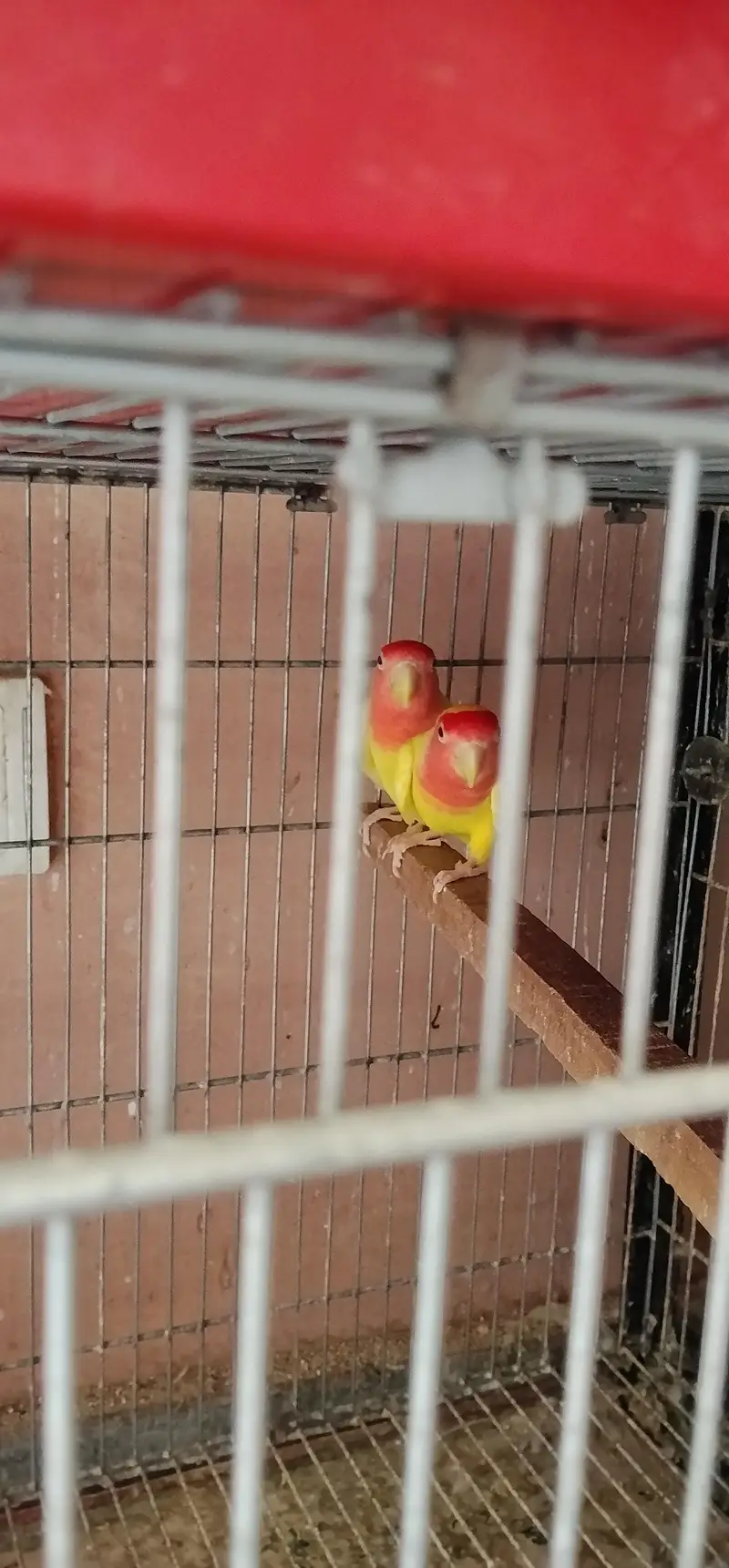 i am selling my love birds — photo 9