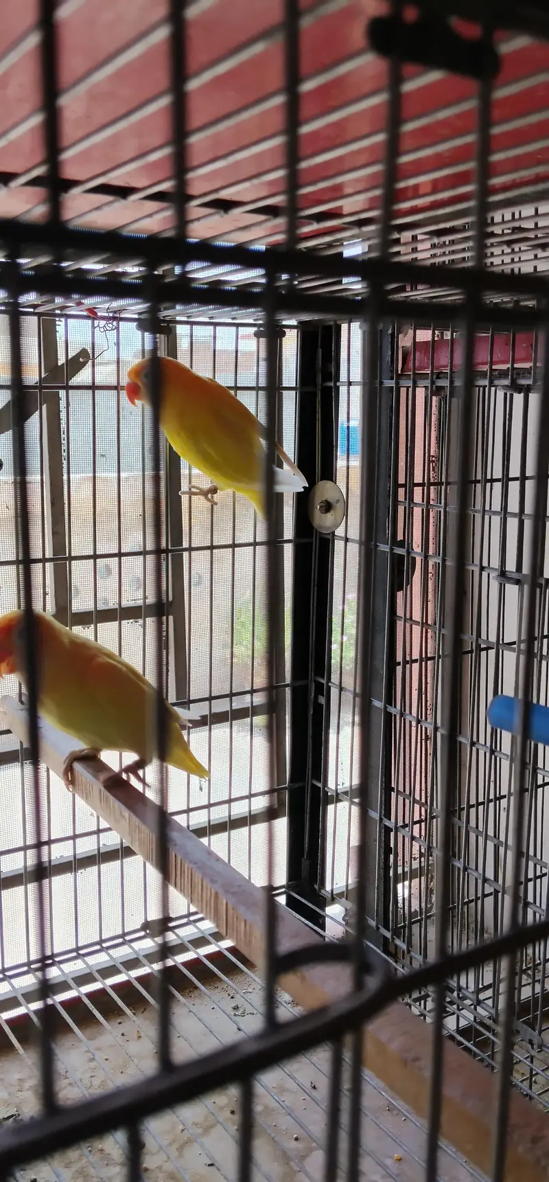 i am selling my love birds — photo 10