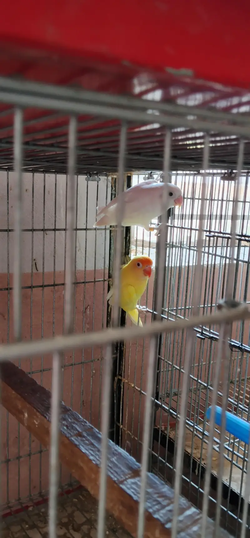 i am selling my love birds — photo 11