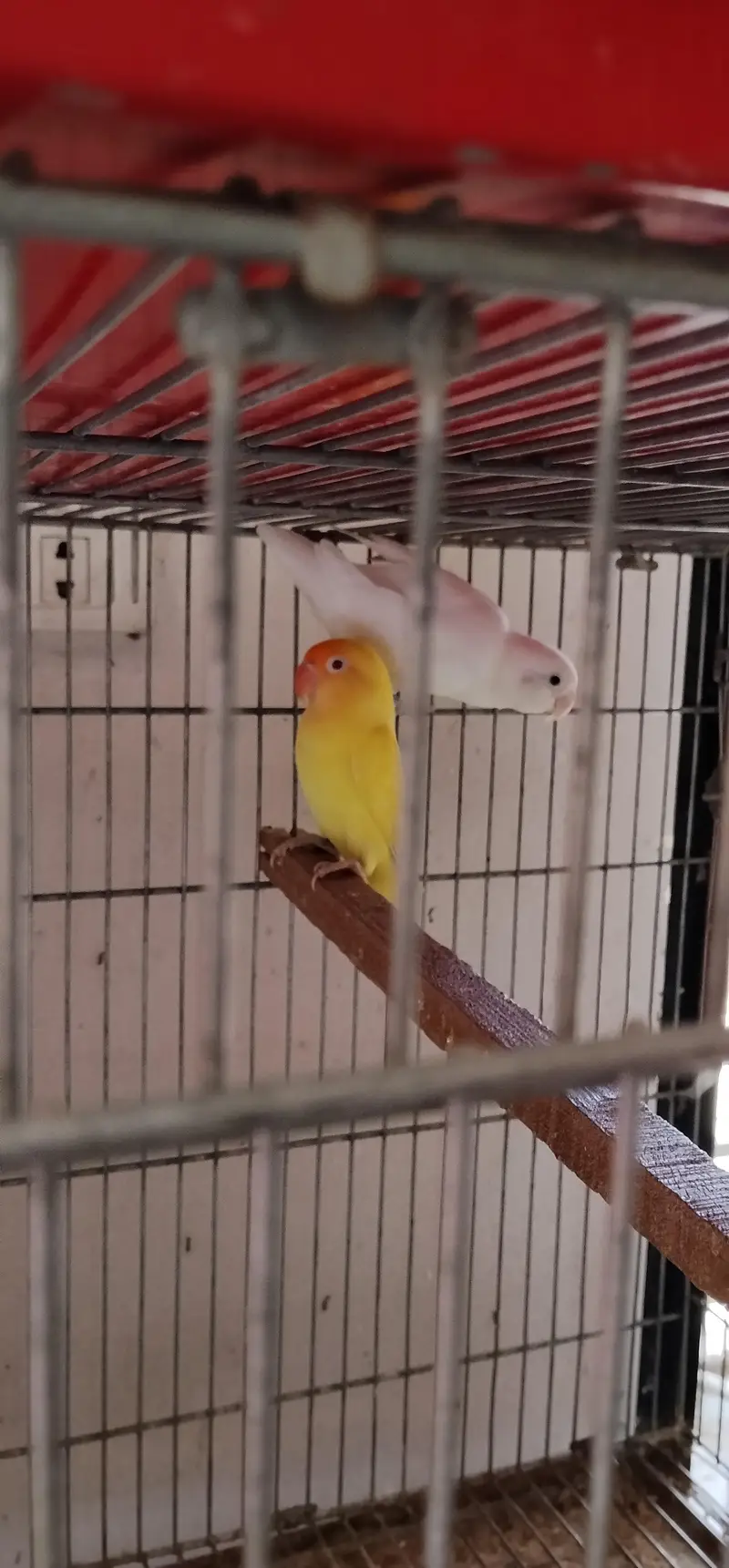i am selling my love birds — photo 12