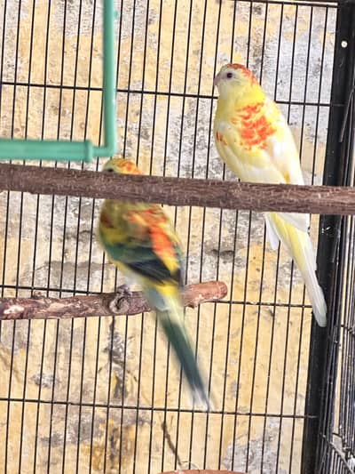 Red Rumped parrot