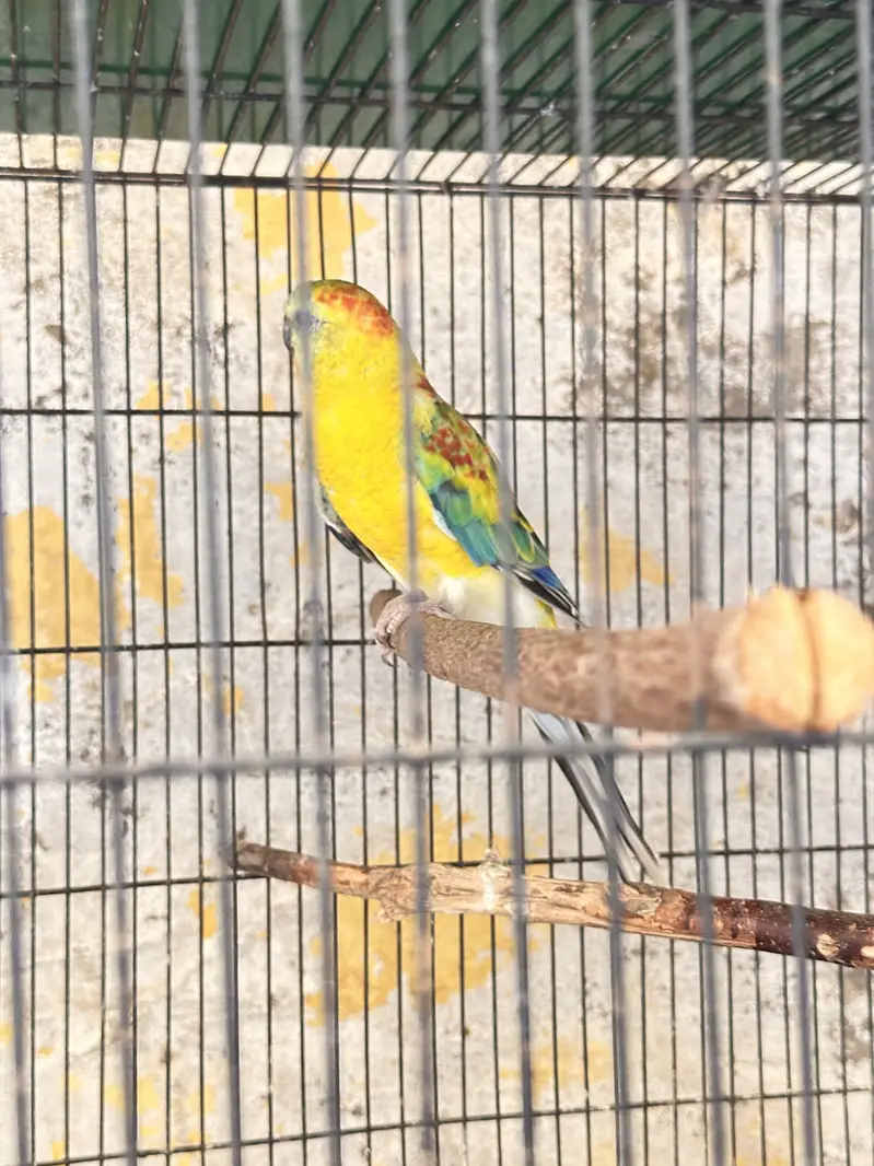Red Rumped parrot — photo 2