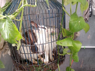 rabbit babies