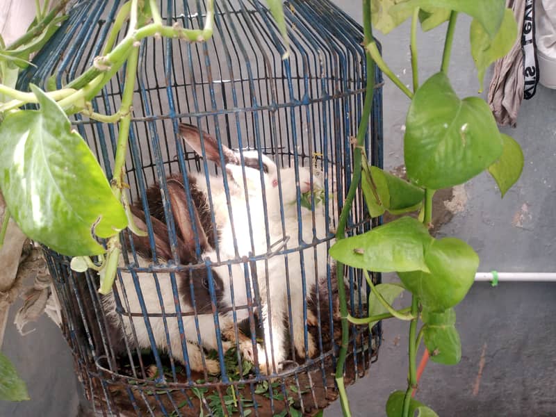 rabbit babies 0