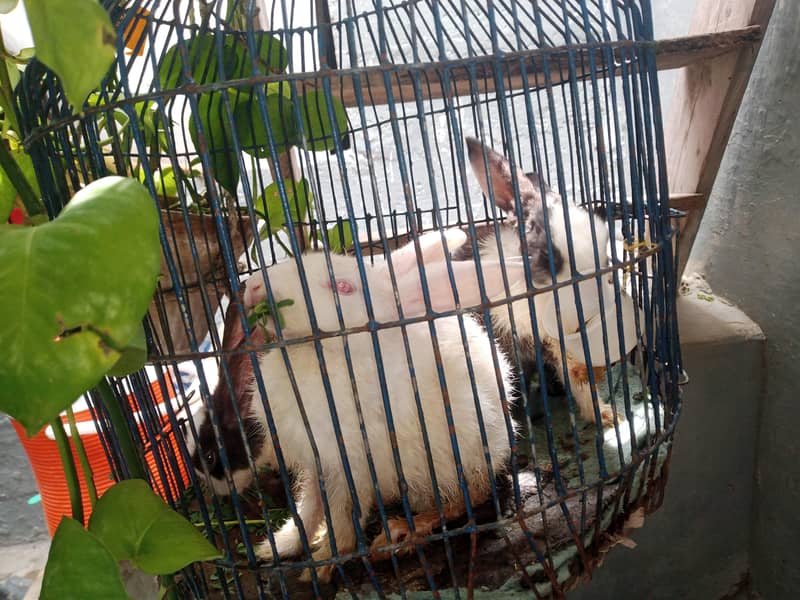 rabbit babies 2