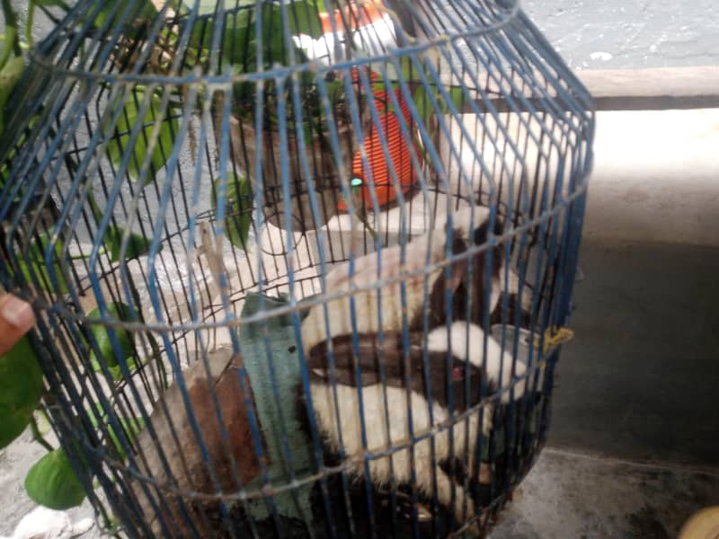 rabbit babies 3