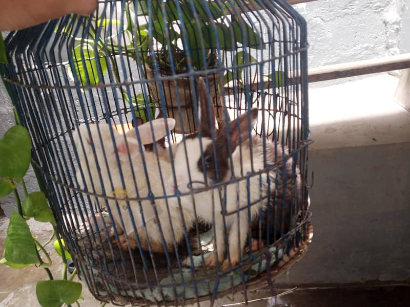 rabbit babies 4