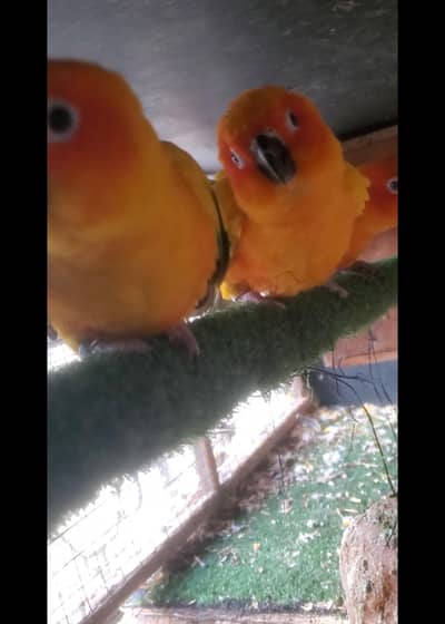 sun conure adult pairs
