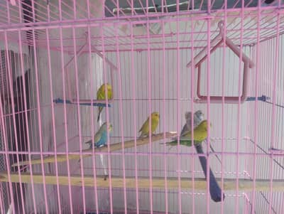 Australian birds 3 pair for sale