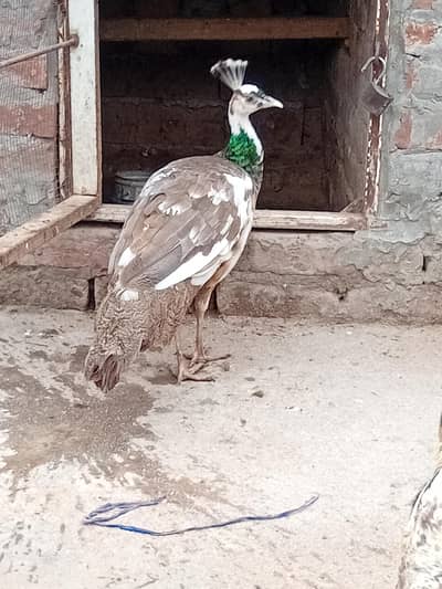 peacocks