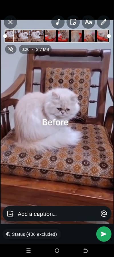 Persian female cats available