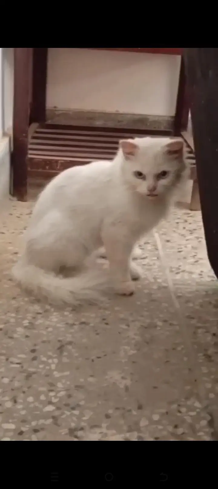 Persian female cats available — photo 2