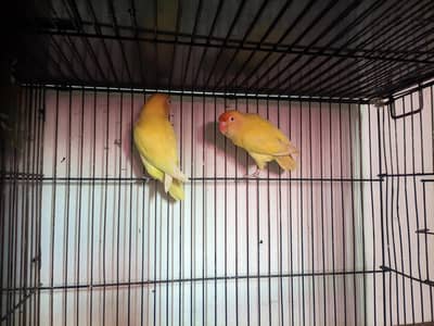 love birds for sale