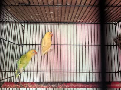 love birds for sale and metal cage