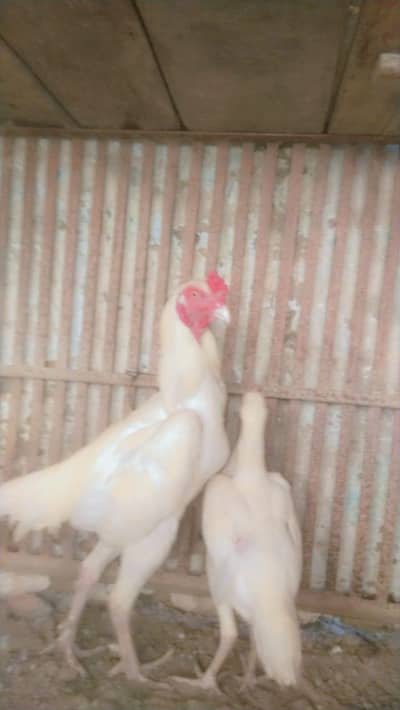 shamo aseel hens male and female 1.5years