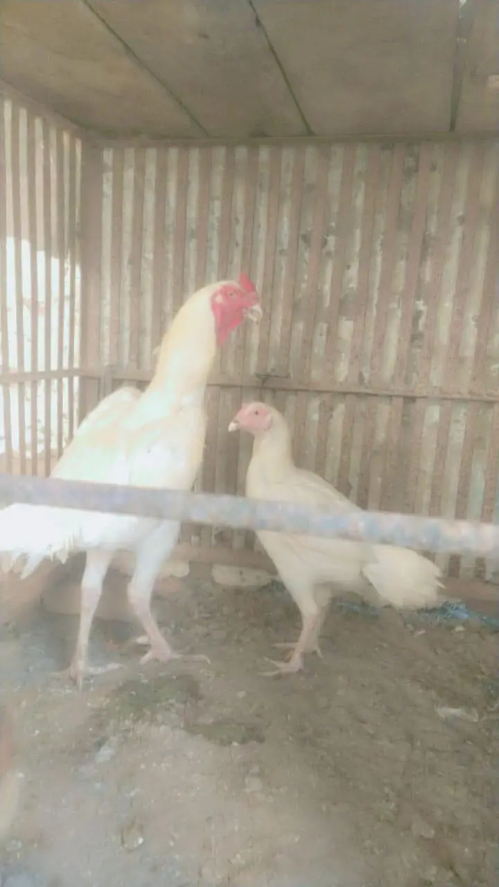 shamo aseel hens male and female 1.5years — photo 2