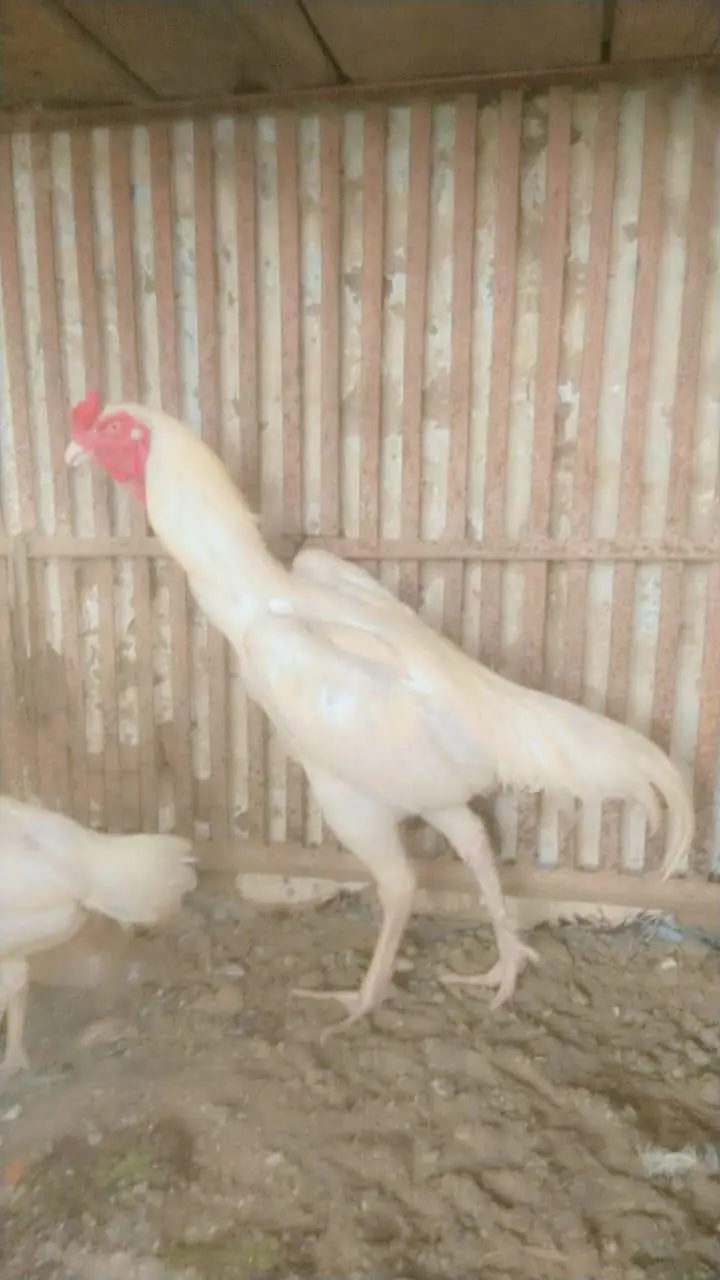 shamo aseel hens male and female 1.5years — photo 3