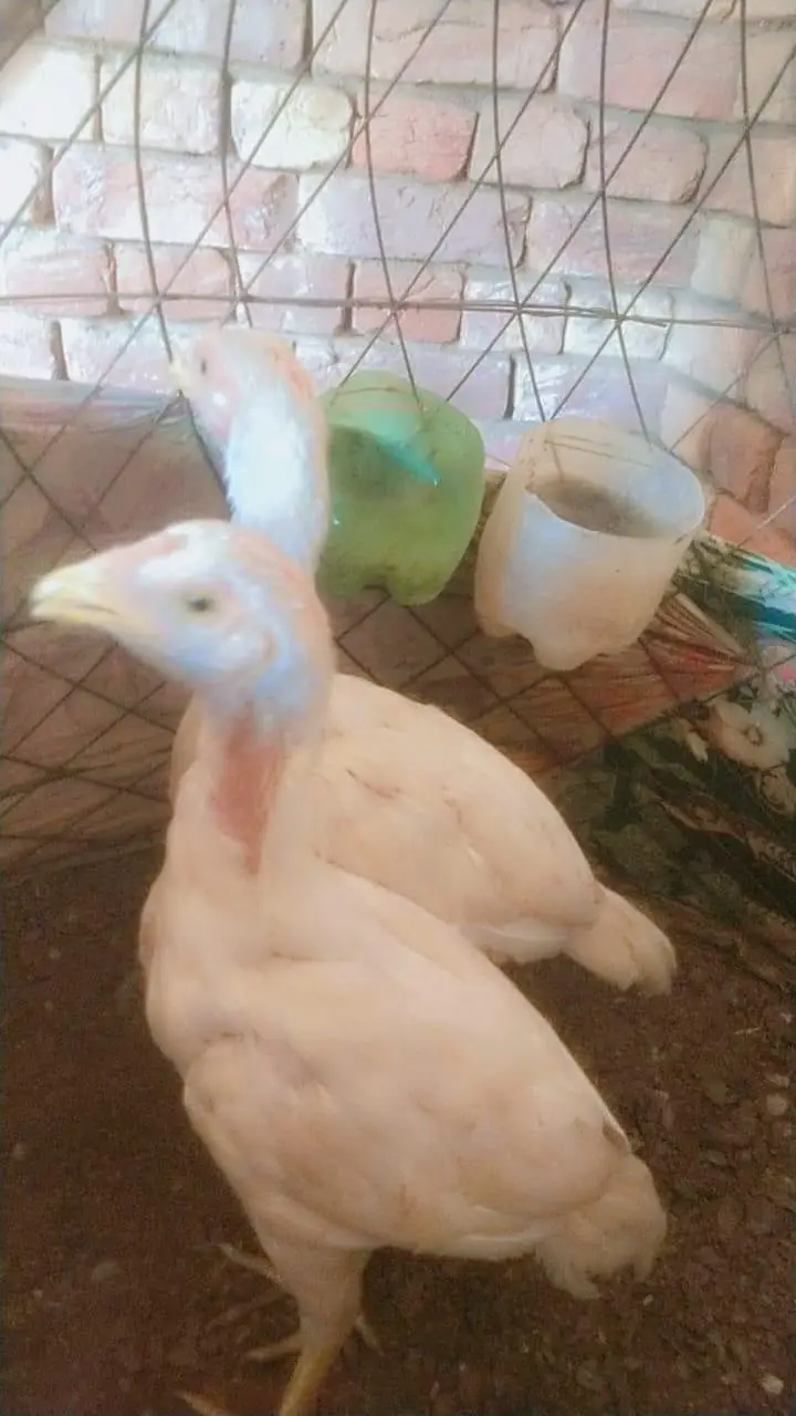 shamo aseel hens male and female 1.5years — photo 4