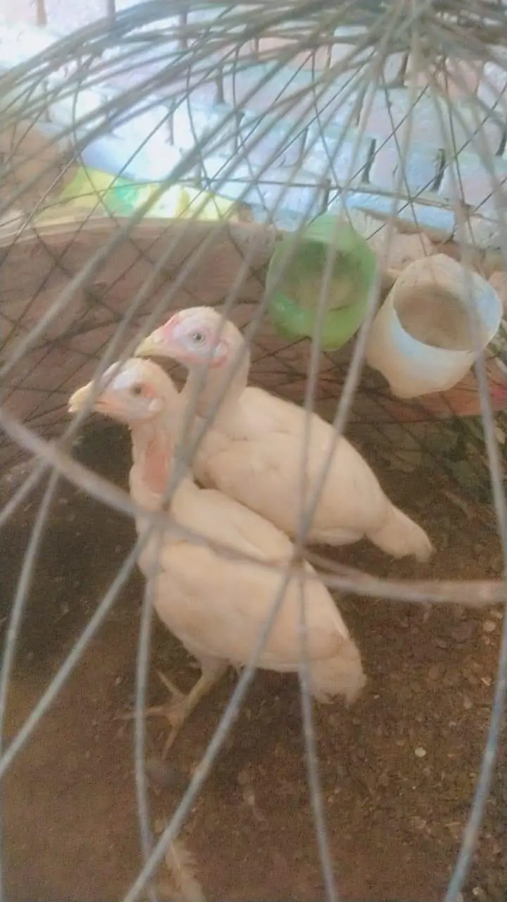 shamo aseel hens male and female 1.5years — photo 6