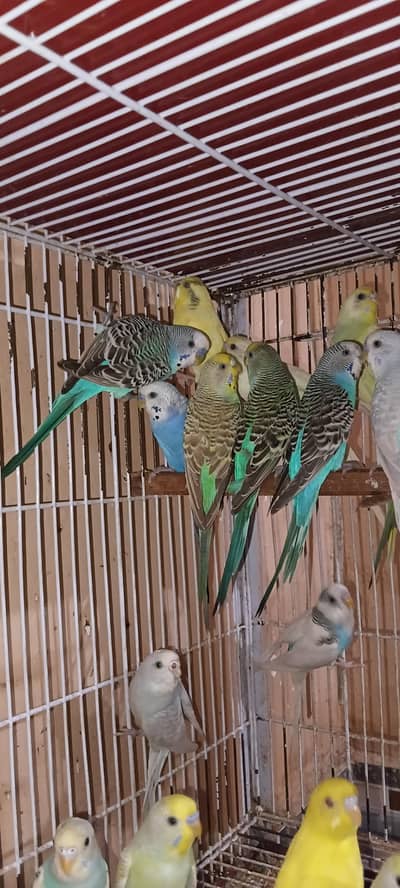 Australain pairs healthy and active 35 piece