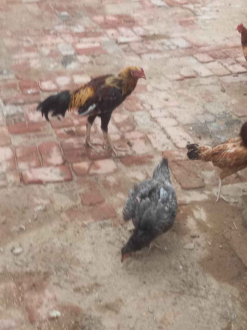 aseel Hens 0