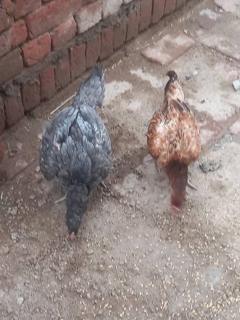 aseel Hens 1
