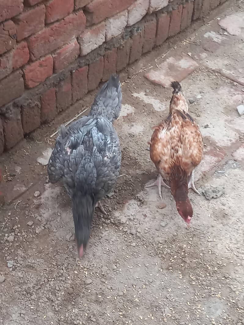 aseel Hens 2