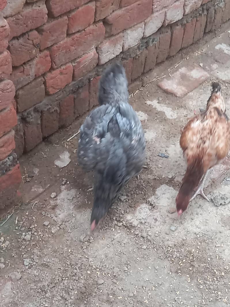 aseel Hens 3