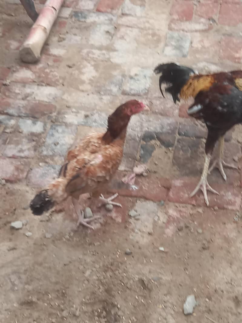 aseel Hens 4