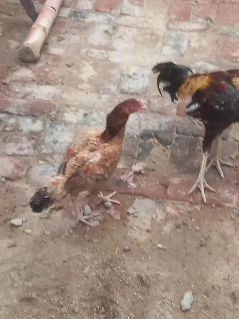 aseel Hens — photo 5