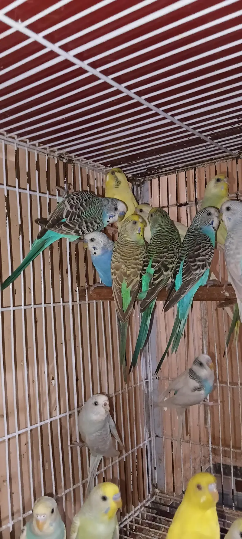 Australain pairs healthy and active 35 piece — photo 7