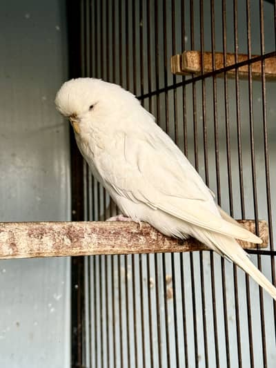 Exhibition Budgie Pair Love Bird Black eye pair