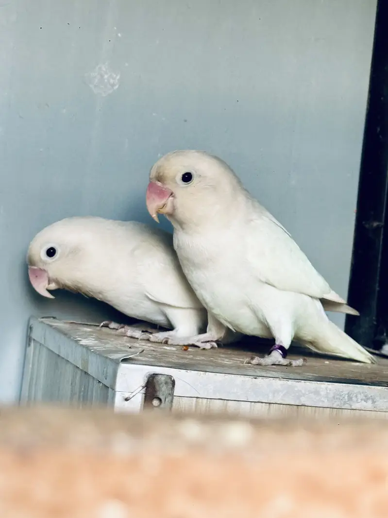 Love Bird Black eye pair — photo 2