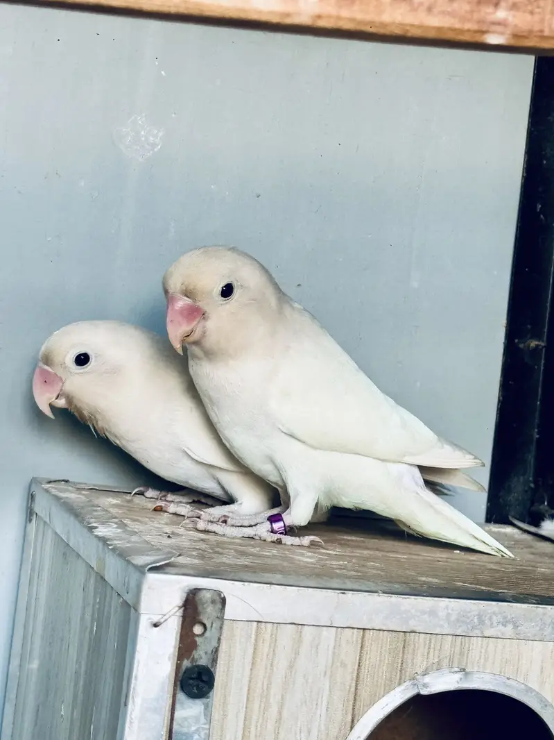 Love Bird Black eye pair — photo 3