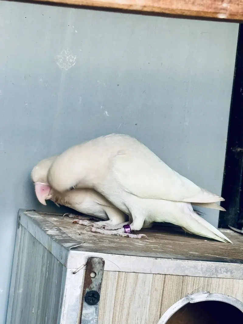 Love Bird Black eye pair — photo 4