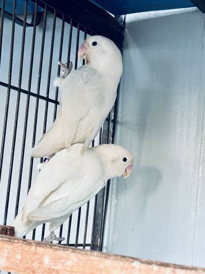 Love Bird Black eye pair