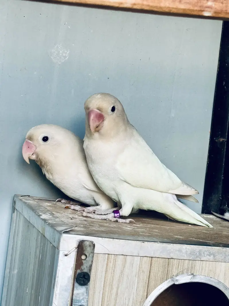 Love Bird Black eye pair — photo 5