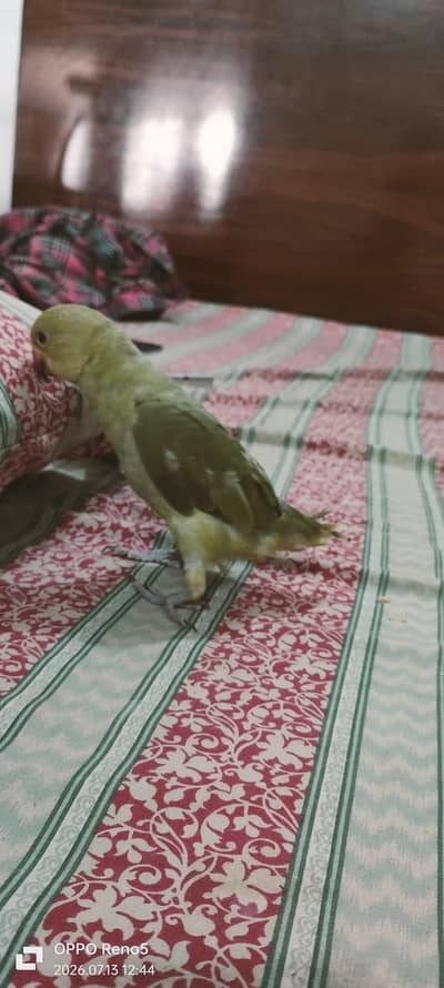 Parrots for sale