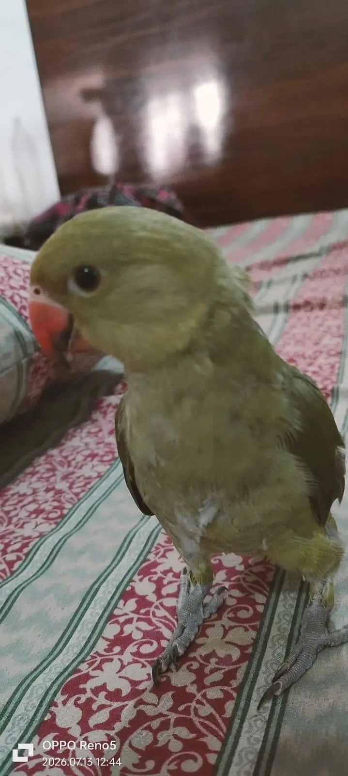 Parrots for sale — photo 2
